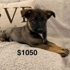 Elkhound Mix