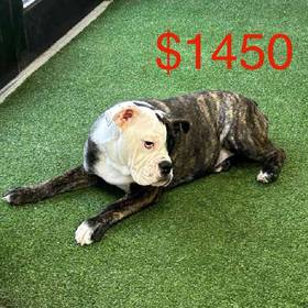 Bulldog Mix