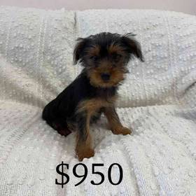 Yorkie-Mix