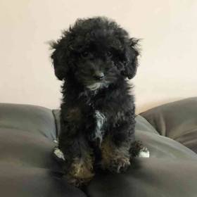 Mini Poodle