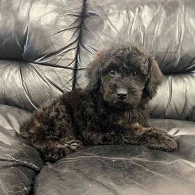 Mini Goldendoodle