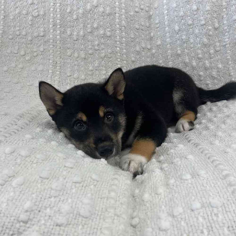Image of a pet breed in the gallery