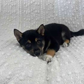 Shiba Inu