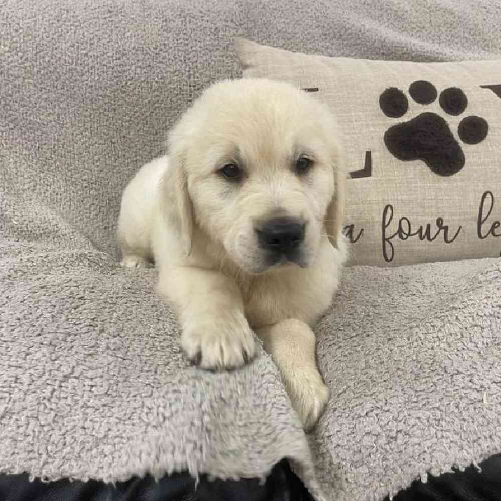Image of a pet breed in the gallery