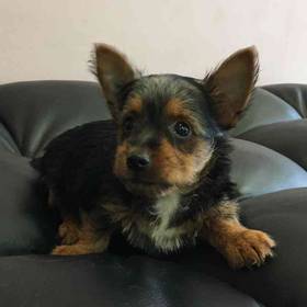 Silky Terrier