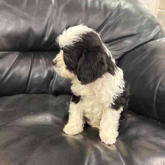 Cavapoo Mix