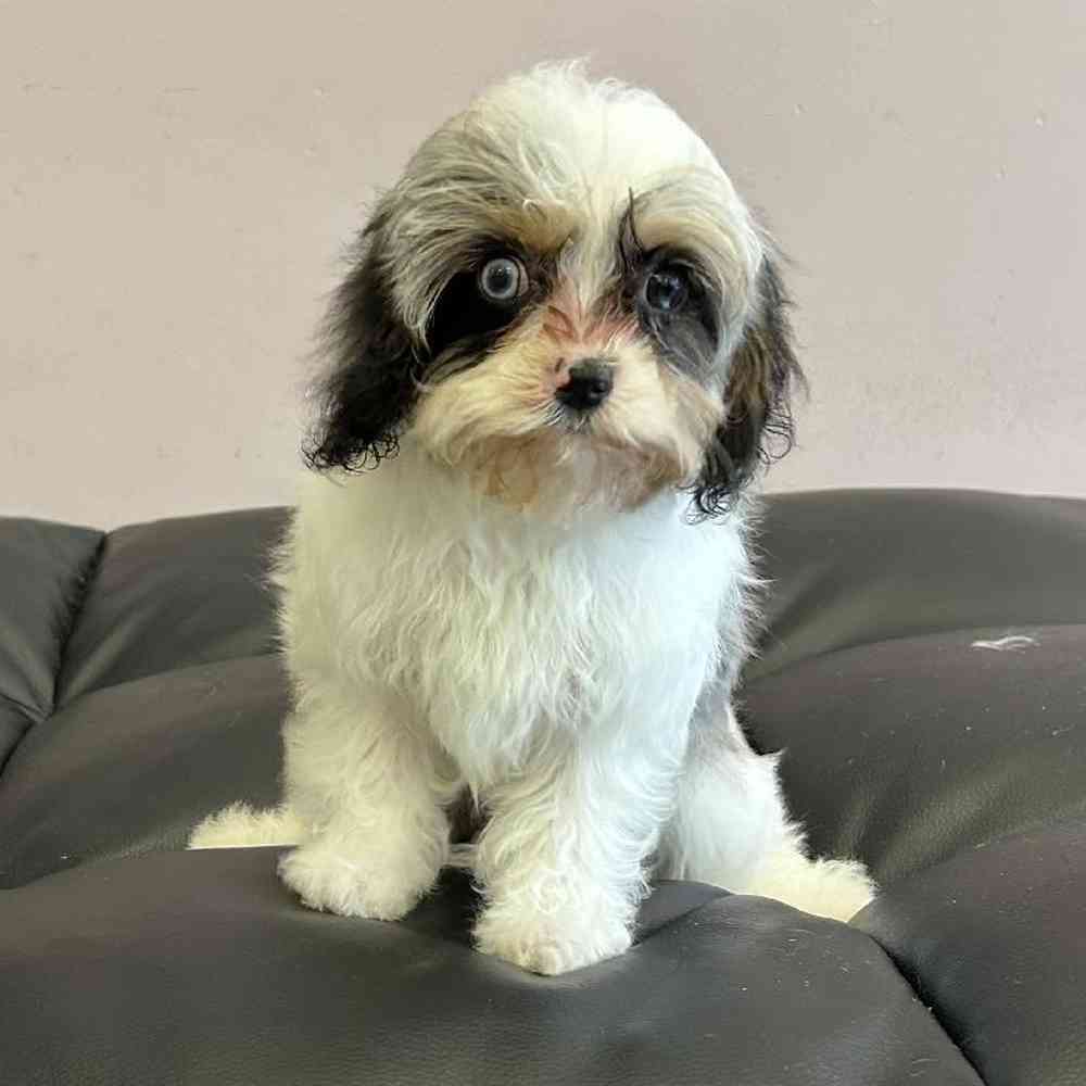 carousel pet images