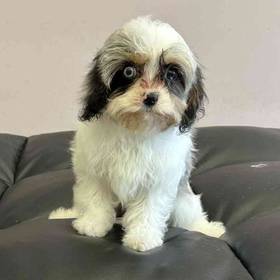 Cavapoo
