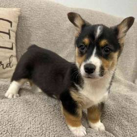 Pembroke Welsh Corgi