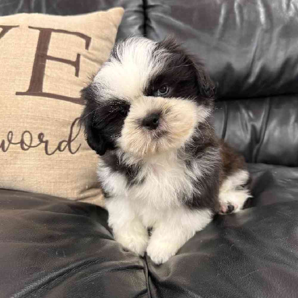 carousel pet images