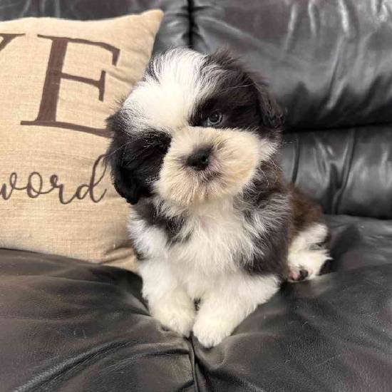 Shih Tzu