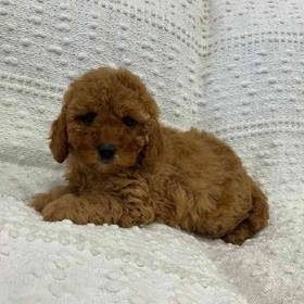 Cavapoo