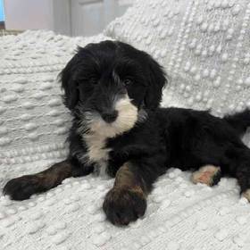 Mini Bernedoodle