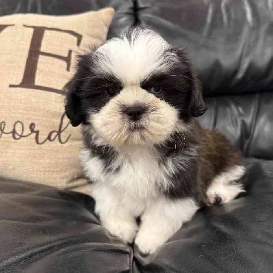 Shih Tzu