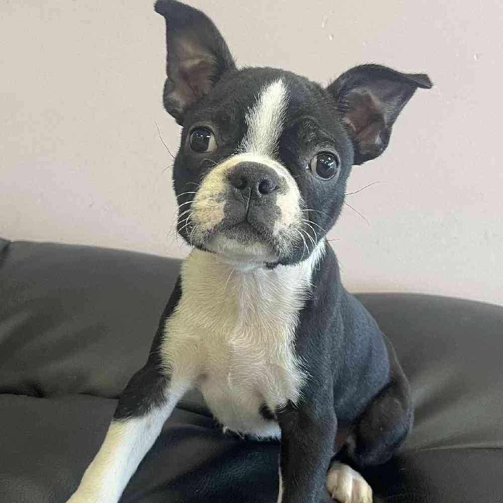 Boston Terrier Puppy for sale The Perfect Puppy Plainville MA