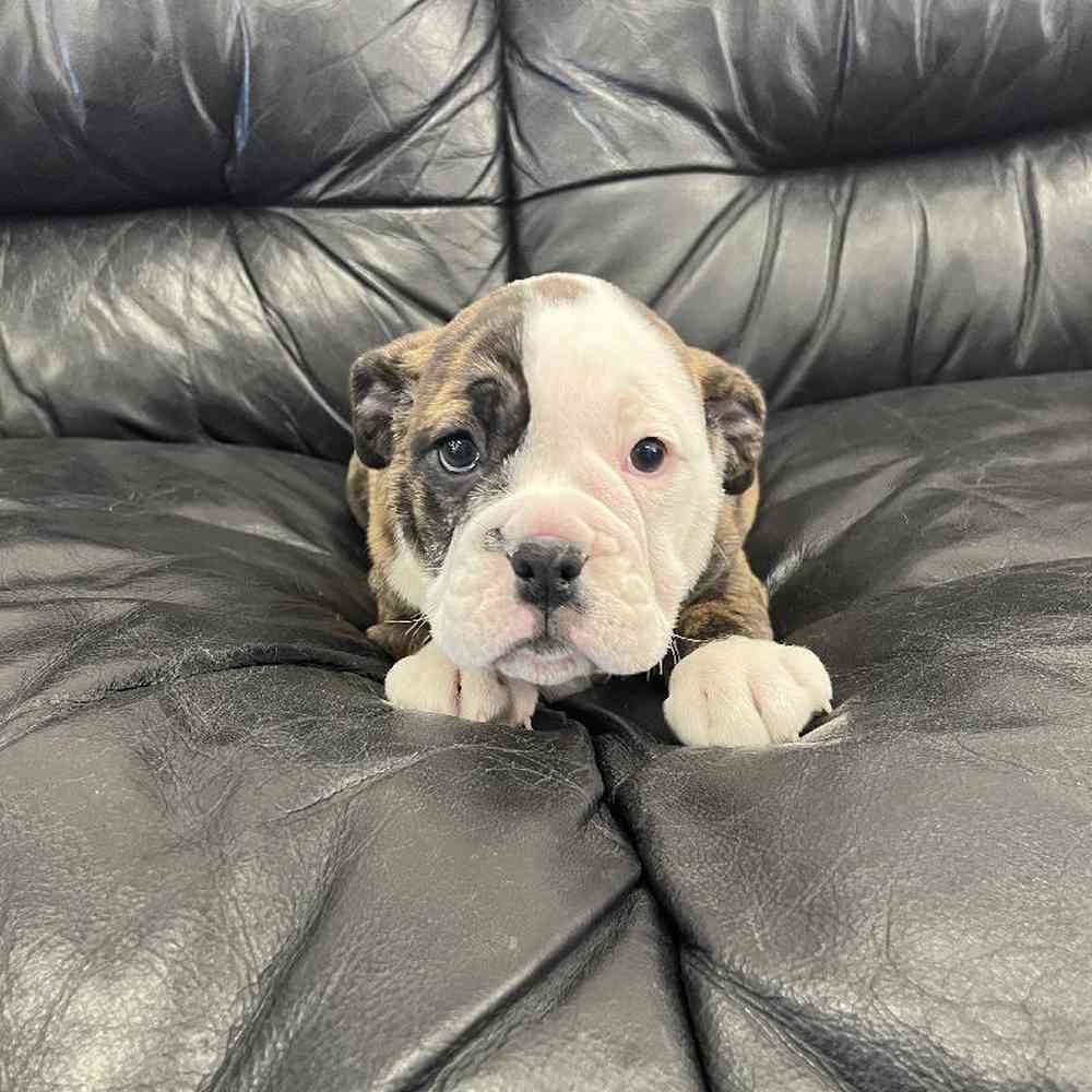 Female English Bulldog Puppy for Sale in West Warwick, RI