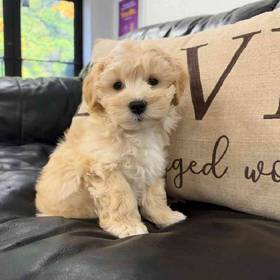 Maltipoo