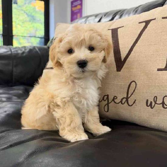 Maltipoo