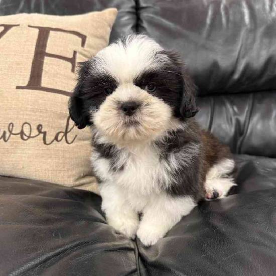 Shih Tzu