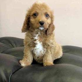 Cavapoo