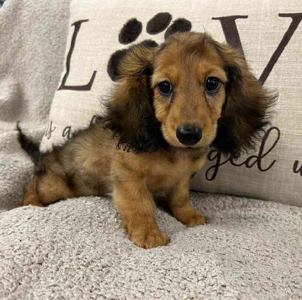 Image of a pet breed in the gallery