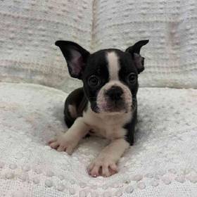 Frenchton