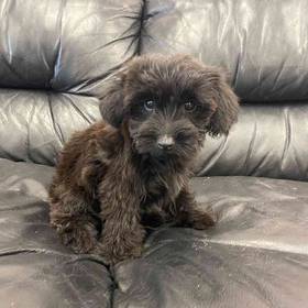Yorkie-Poo Mix