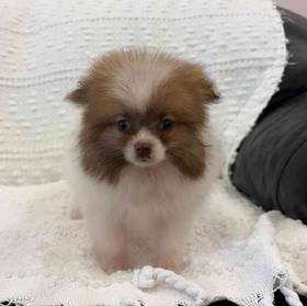 Pomeranian