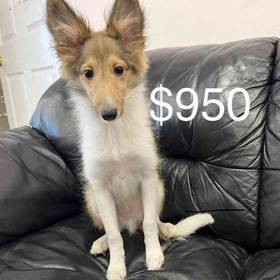 Sheltie