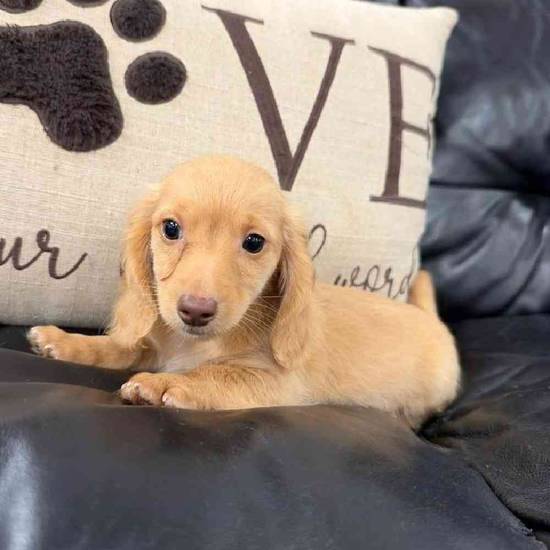 Dachshund