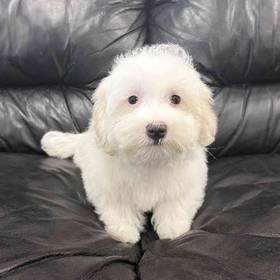 Maltese