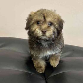 Havanese