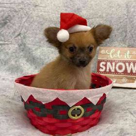 Chihuahua