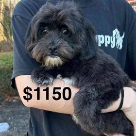 Shih-Poo