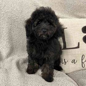 Mini Poodle