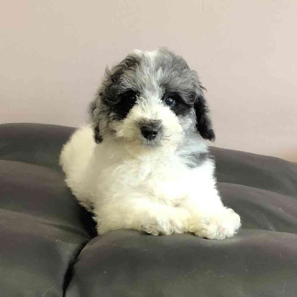 Image of a pet breed in the gallery
