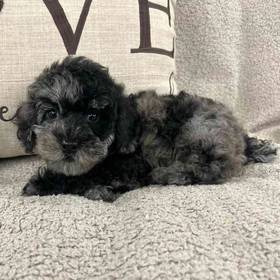 Mini Poodle Mix