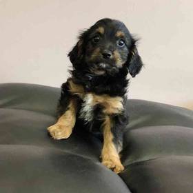 Cavapoo