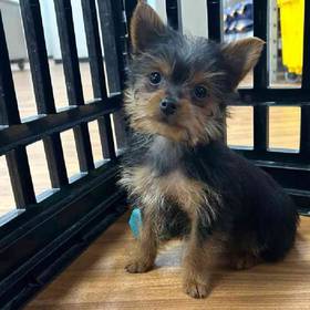 Yorkie