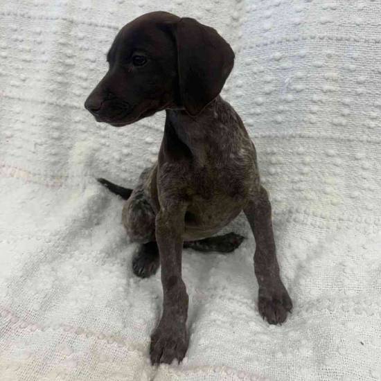 German Shorthaired Pointer