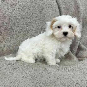 Cavachon