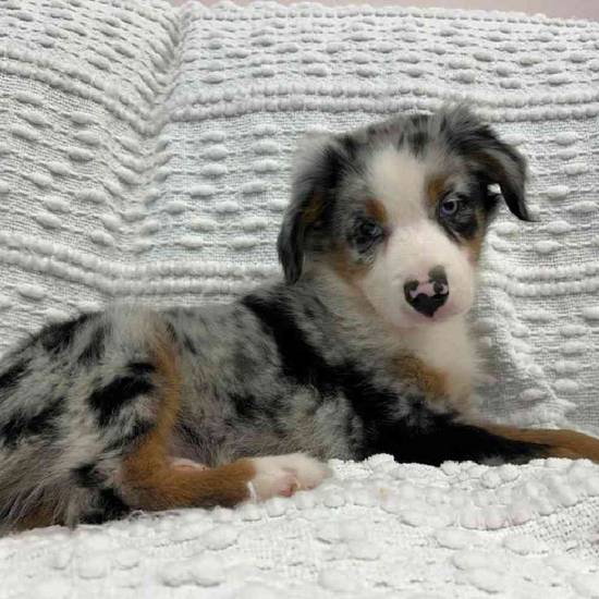 Mini Aussie