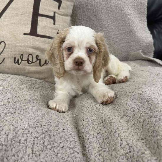 Cocker Spaniel