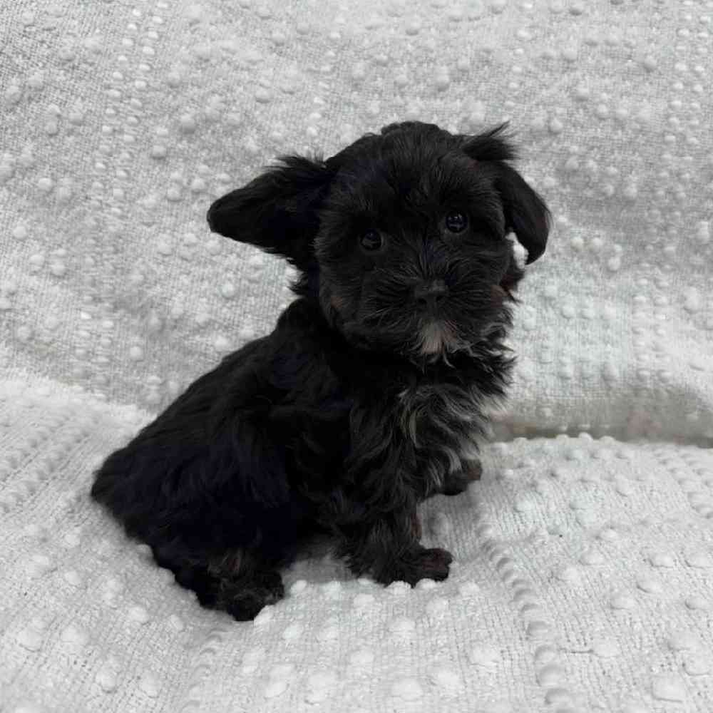 Image of a pet breed in the gallery