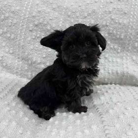 Morkie-Poo