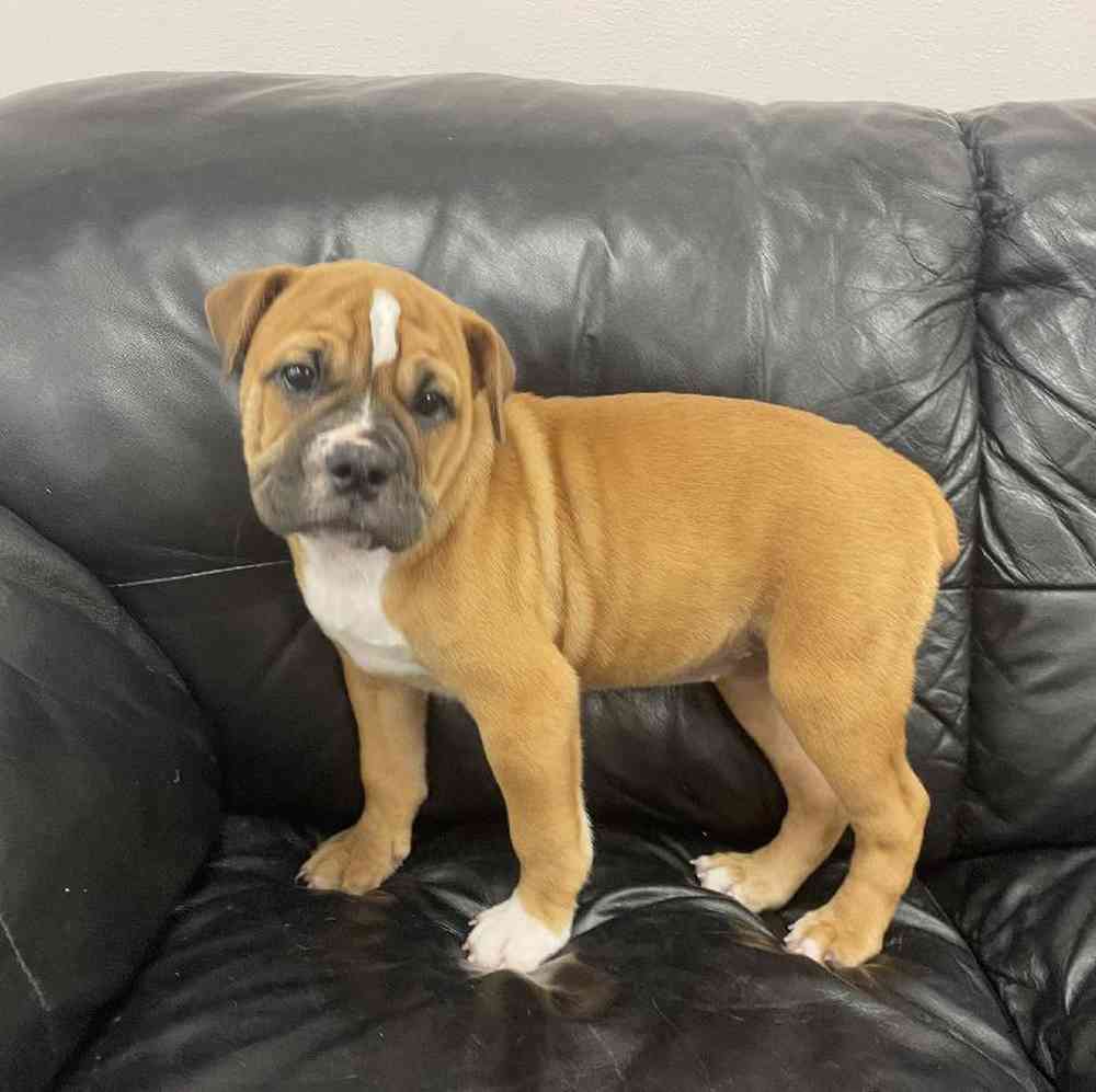 carousel pet images