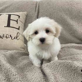 Maltese