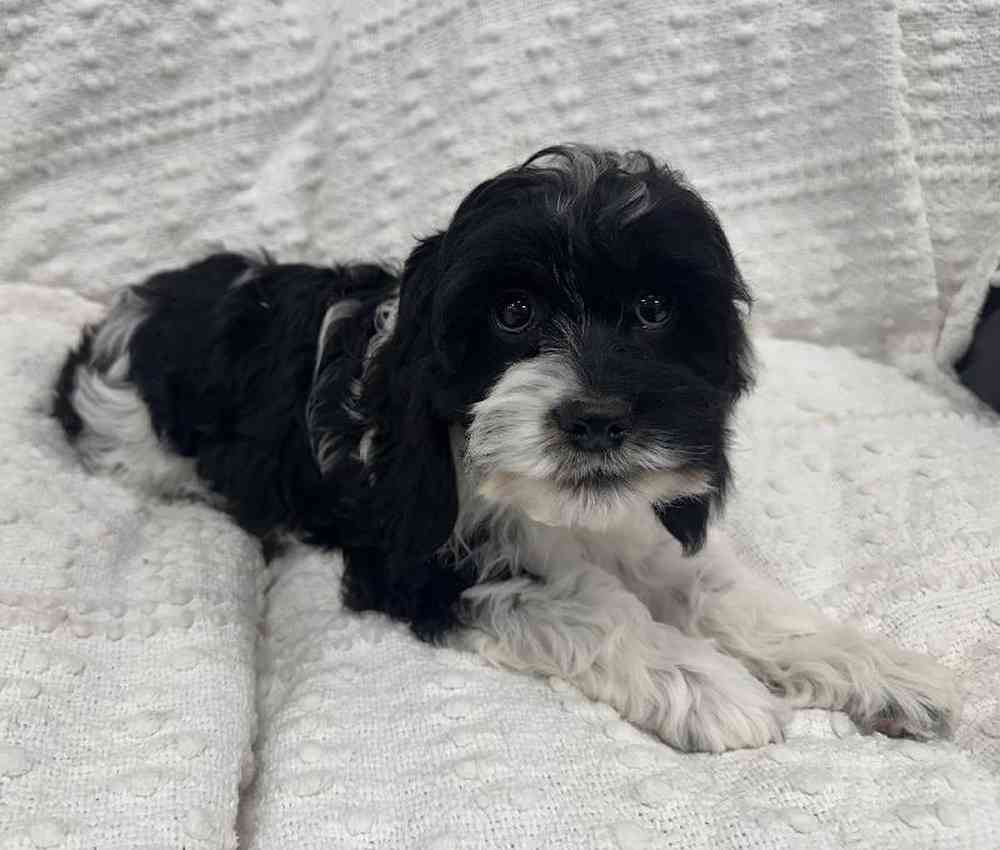 Cocker- Poo Puppy for sale - The Perfect Puppy West Warwick