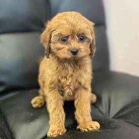 Cavapoo