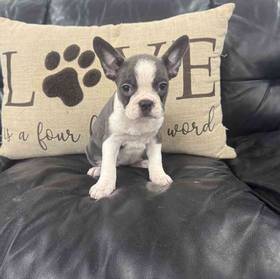 Frenchton
